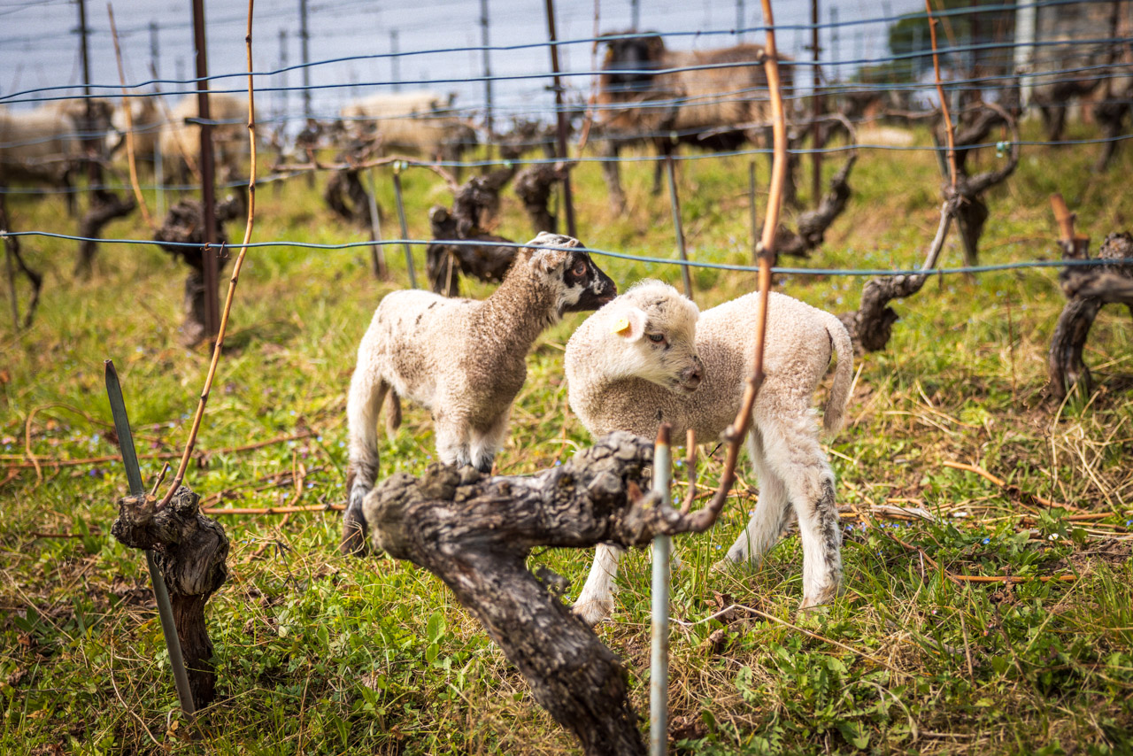 Martial_Neyroud-vigne-mouton_MGL6989-2022-c-David_Bochud_WEB